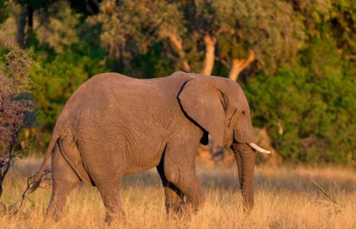 世界上最大的大象 雄性未成年十三吨重（非洲大象）