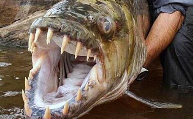 世界上最凶猛的淡水鱼 体型巨大会吃人（巨型水虎鱼）
