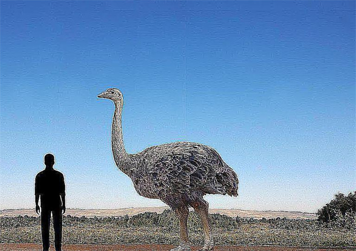 世界上已灭绝的最大的鸟（象鸟）