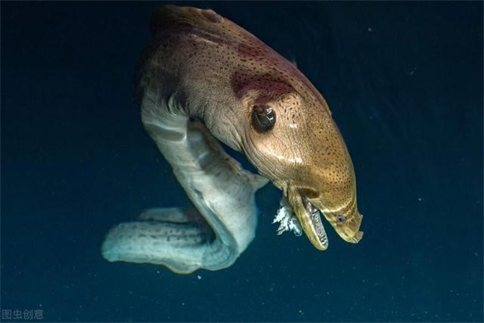 海底10种神秘生物 分分钟要你命