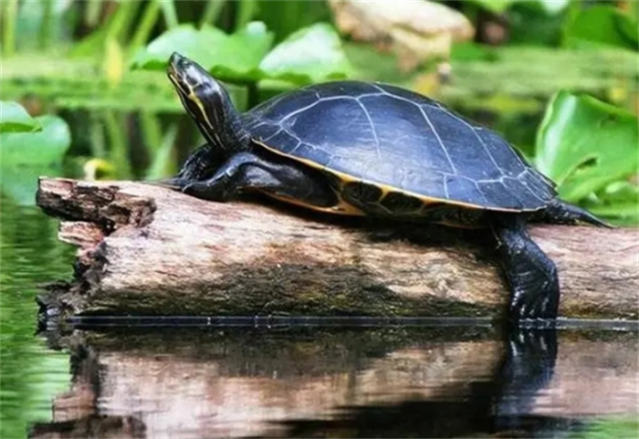 龟界之谜：地龟现身广东从化，为何难逃濒危厄运？