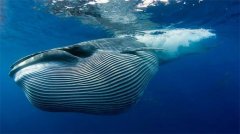 Top5地球上体型最大的动物，第一名舌头就有2吨！（第1名蓝鲸）