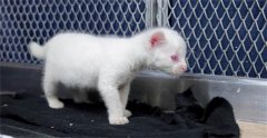 看似普通的纯白小猫崽，被小心呵护送进保护区，它是什么来头？