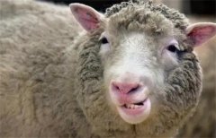 世界上最早的克隆哺乳动物 是一只绵羊(多莉)