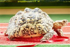 世界上爬行最快的乌龟 6分钟可以爬完100米(贝尔蒂)