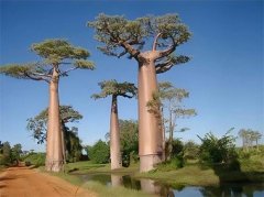 世界上生长最快的树 100米只需几个月(杏仁桉树)