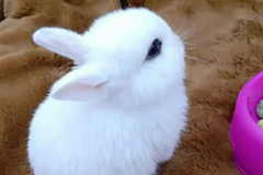 世界上最漂亮的兔子：公主兔/安哥拉兔等(一眼将人萌翻)