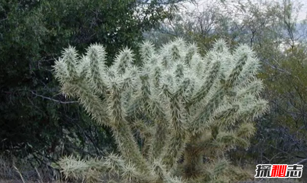 沙漠中最顽强的十大植物,圆桶掌能在地下存活达6年