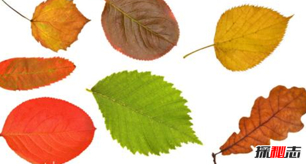树叶为什么会改变颜色?树叶变色的原因揭秘