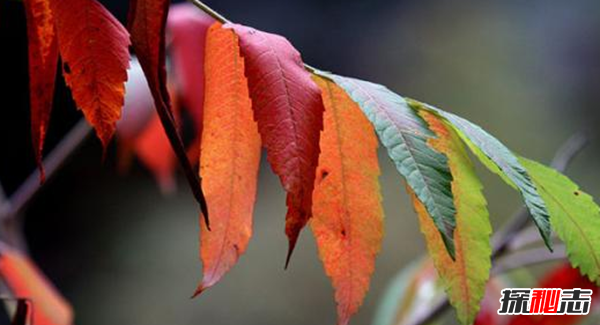 树叶为什么会改变颜色?树叶变色的原因揭秘