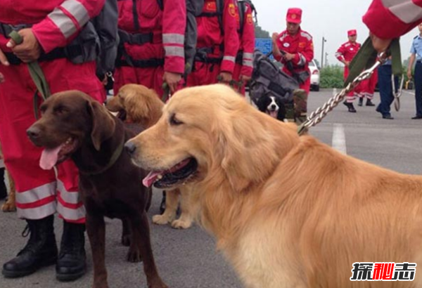 搜救犬要训练多久?关于搜救犬的12大有趣事实