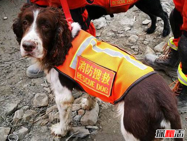 搜救犬要训练多久?关于搜救犬的12大有趣事实
