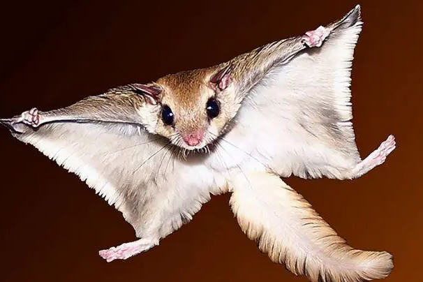 寒号鸟其实并不是一种鸟类,而是复齿鼯鼠,这种复齿鼯鼠是一种会飞的